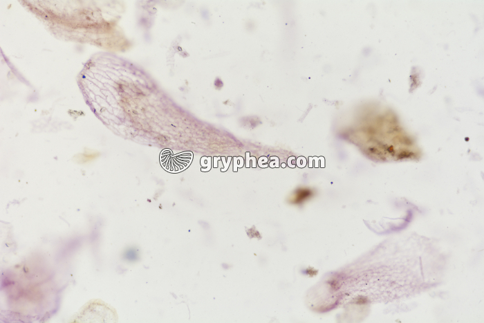 Tourbe x25 - gryphea.org